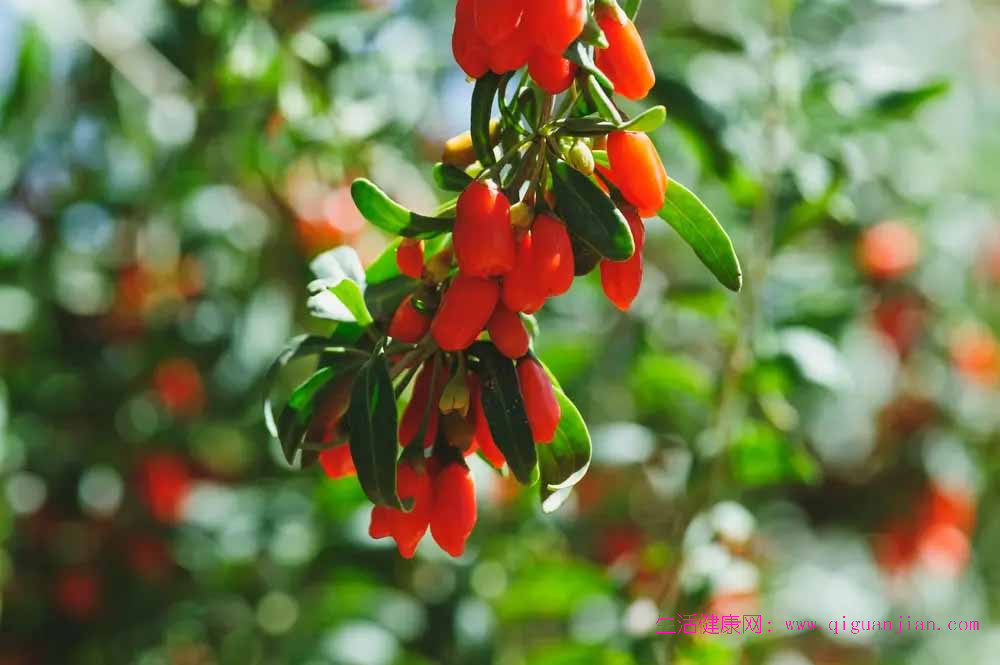 千年红果藏玄机，枸杞的养生密码与时光旅程