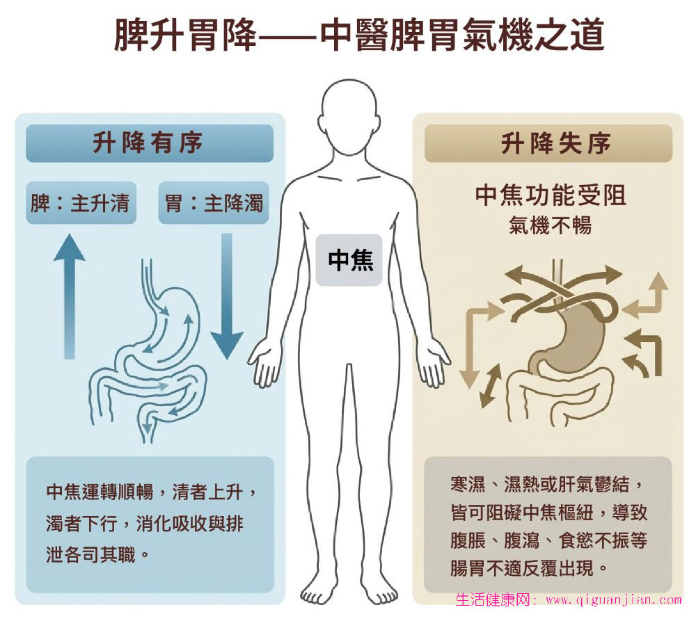 中医调理肠胃 中焦气机升降与和歌保命丸用法