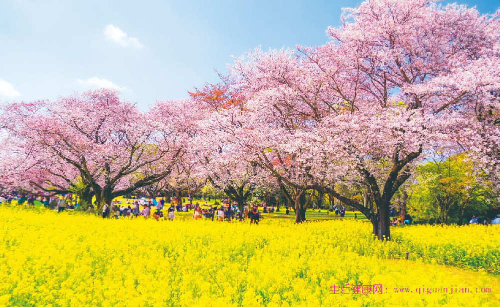 春分养生：疏肝健脾，顺应时节养身心